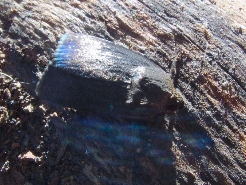 Amphipyra livida (Denis & Schiffermuller, 1775)